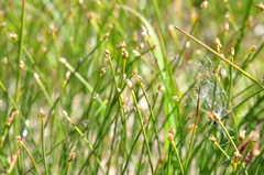 Trichophorum alpinum