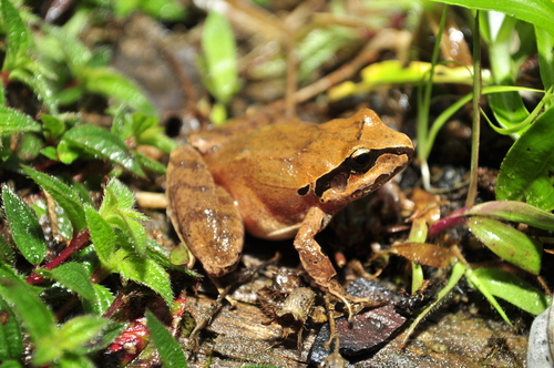 Polymorphic Robber Frog