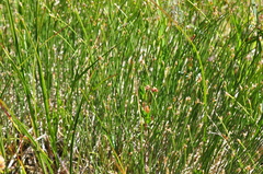 Trichophorum alpinum