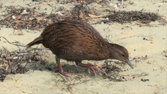 Gallirallus australis scotti