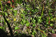 Viola epipsiloides