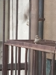 Passer domesticus
