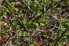Viola epipsiloides
