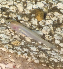 Chlamydogobius eremius