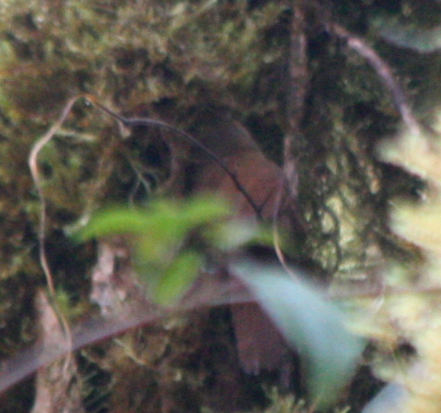 Tyrannine Woodcreeper (Dendrocincla tyrannina), photo 10