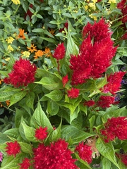Celosia argentea plumosa