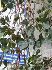 Psilopogon haemacephalus