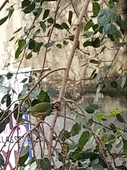 Psilopogon haemacephalus