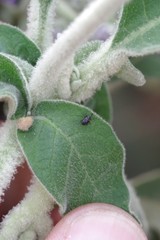 Anthonomus santacruzi