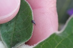 Anthonomus santacruzi