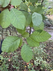 Cotinus obovatus