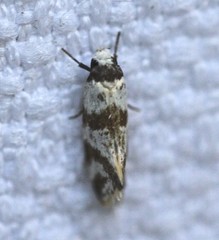 Isomoralla gephyrota