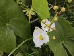 Sagittaria latifolia