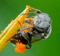 Austroplebeia
