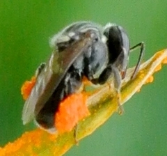 Austroplebeia