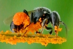 Austroplebeia