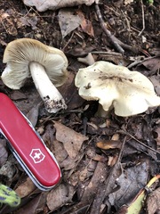 Tricholoma aestuans