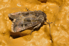 Spodoptera hipparis