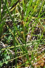 Carex rostrata