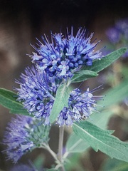 Caryopteris × clandonensis