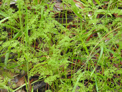 Daucus glochidiatus