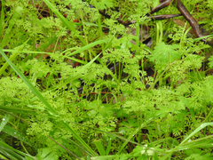 Daucus glochidiatus