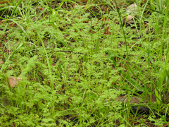 Daucus glochidiatus