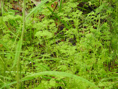 Daucus glochidiatus