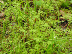 Daucus glochidiatus
