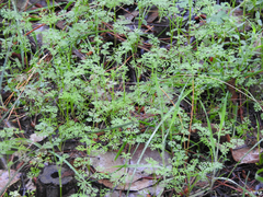Daucus glochidiatus