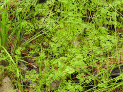 Daucus glochidiatus