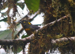 Anisognathus lacrymosus