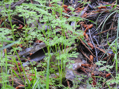 Daucus glochidiatus