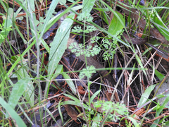 Daucus glochidiatus