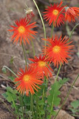 Gerbera jamesonii