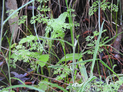 Daucus glochidiatus