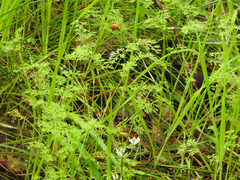 Daucus glochidiatus
