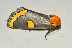Chrysoecia morga