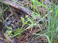 Daucus glochidiatus
