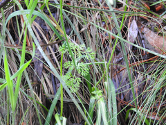 Daucus glochidiatus
