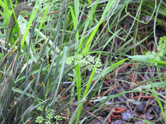 Daucus glochidiatus