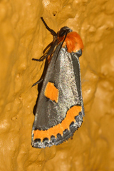 Chrysoecia morga