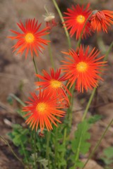 Gerbera jamesonii