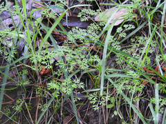 Daucus glochidiatus
