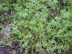 Daucus glochidiatus
