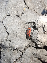 Lygaeus reclivatus