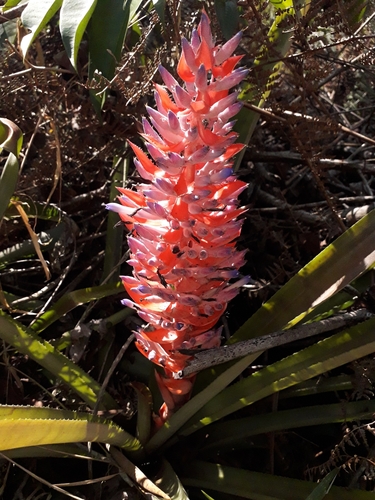 Aechmea vallerandii