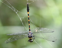 Macrogomphus quadratus