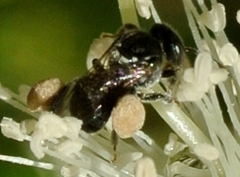 Austroplebeia
