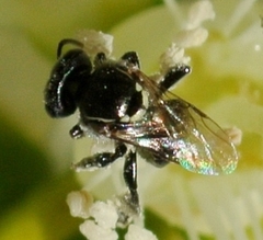 Austroplebeia